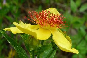 Red Hypericum: Benefits, Uses, and Applications in TCM