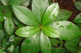 Bu Zha Ye dried herbal leaves