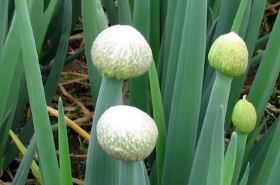 Congshi benefits and uses