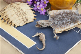 Bie Jia Jian Wan: Uses, Benefits, and Herbal Insights