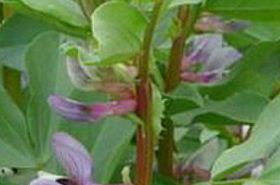 Fava Bean Stems: Benefits and Uses