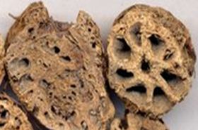 Lotus Rhizome Node: Benefits and Usage