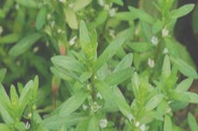 Xiantao Grass: Healing Properties and Uses | Natural Remedies