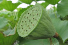 Nelumbo Seed Pod: Health Benefits & Uses