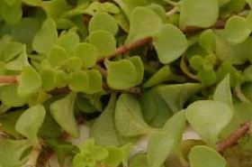 Ma Ya Ban Zhi: Health Benefits and Uses