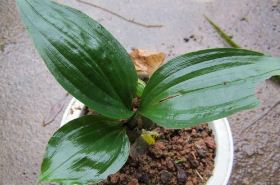 Jianxueqing: Benefits, Uses, and Safety of This TCM Herb