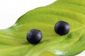 Pearl Mother Pills: Benefits, Uses, and Safety Tips