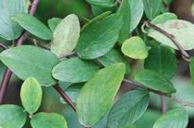 Iron-Covered Gold: Benefits and Uses of Traditional Chinese Medicine