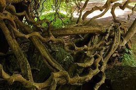 St. Thomas Bean for health benefits