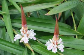 Yi Zhi: Benefits, Uses, and Precautions