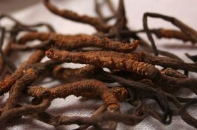 Cordyceps Medicinal Benefits