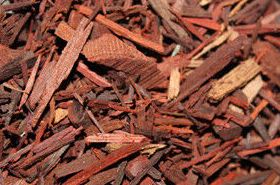 Dalbergia Odorifera Tree