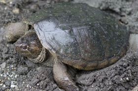 Turtle Meat: Benefits, Uses, and Safety Tips