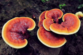 Lingzhi: Health Benefits, Uses, and Precautions