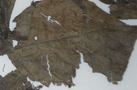 Eucommia leaves and their benefits