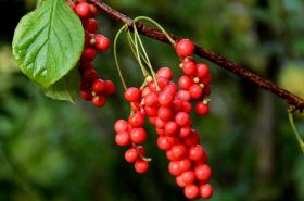 Schisandra: Natural Health Benefits and Uses
