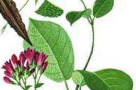 Maoche Vine: Traditional TCM Herb for Low Breast Milk Supply