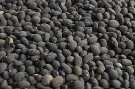 Wild Peas: Benefits and Their Role in Health