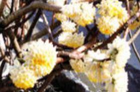 Dream Flower Root: Benefits and Uses