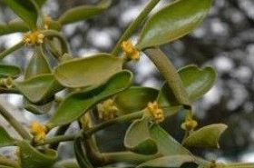 Mistletoe: Benefits and Uses in TCM