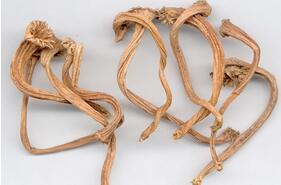 Melon Pedicel: Uses and Benefits