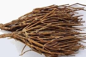 Ma Huang Root: Benefits and Uses for Health