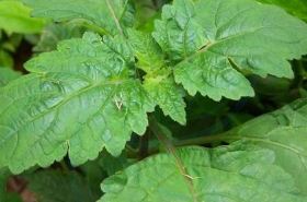 Pogostemon cablin: Natural Remedy for Eliminating Dampness