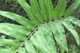 Di Sumu: Efficacy and Actions in Traditional Chinese Medicine