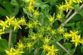 Sedum Sarmentosum: Benefits, Uses, and Traditional Chinese Medicine