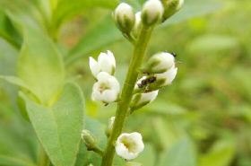 Lysimachia Fortunei: Functions, Uses & Benefits in TCM