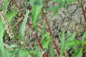 Junceous Knotweed: Benefits, Uses, and Properties in TCM