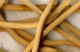 Common Rush (Deng Xin Cao): Benefits, Uses & Effects