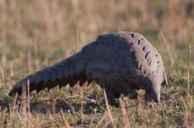 Pangolin Scales: Benefits and Traditional Uses in TCM