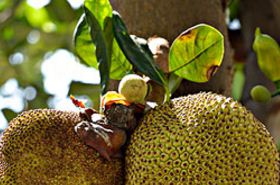 Jackfruit Leaf: Traditional Uses & Benefits for Skin