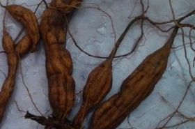 Wang Gua Root: Benefits, Uses, & What to Know in TCM