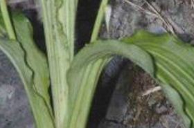 Jiuzilian (Nine-seed Lotus): Unlocking Its Traditional Chinese Medicine Benefits