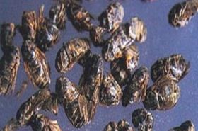 Tabanus: Uses, Benefits, and Warnings in Traditional Chinese Medicine
