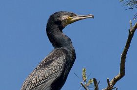 Cormorant Meat: Traditional Chinese Medicine Benefits and Uses