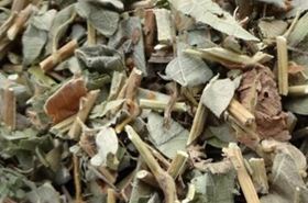 Jincai Cao leaves and flowers, a medicinal herb for kidney health