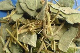 Guang Jin Qian Cao_Benefits and Uses of Guang Jin Qian Cao