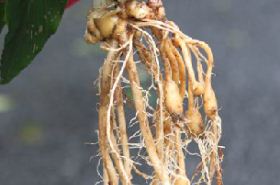 Myoga Ginger: Benefits, Uses, and Traditional Applications in TCM