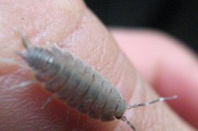 Woodlouse (Shufu Chong): TCM Uses, Benefits, and Preparations