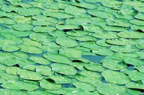 Brasenia (Water Shield): TCM Benefits, Uses, and Precautions