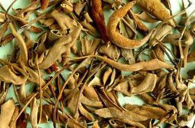 Shi Wei (Pyrrosia Leaf): Benefits, Uses & Side Effects