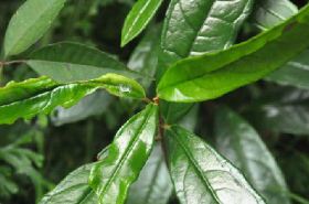 Ardisia punctata_Effects and Uses