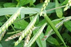 Eragrostis Pilosa: Uses, Benefits, and Traditional Applications