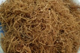 Xu Changqing: Benefits, Uses, and Traditional Applications
