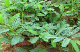 Geng Tong Cao: Benefits and Uses