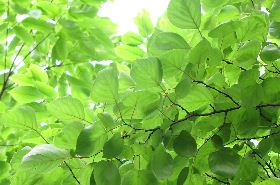 Apricot Leaf_Benefits and Uses of Apricot Leaf