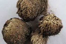 Selaginella: Benefits and Uses in Traditional Chinese Medicine